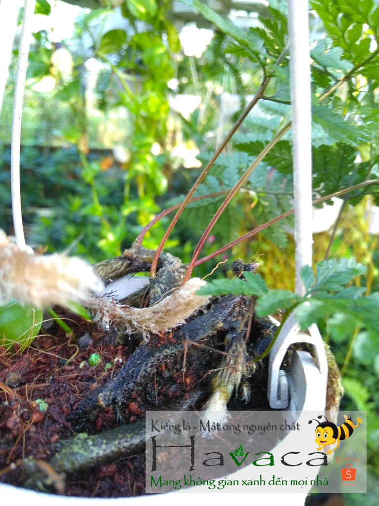 Dương xỉ đuôi chồn [Cây văn phòng]