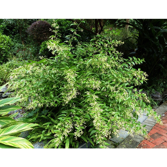 Hoa dạ lý hương - bầu cây giống
