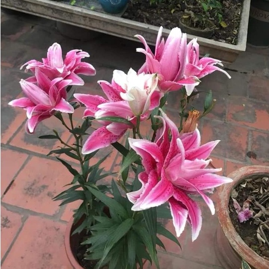 Củ ly kép, ly cao thơm Hà Lan (tặng kèm phân)