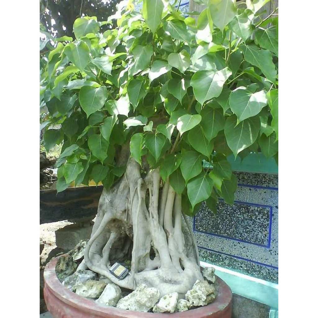 cây giống cây bồ đề đỏ,cam kết chuẩn giống