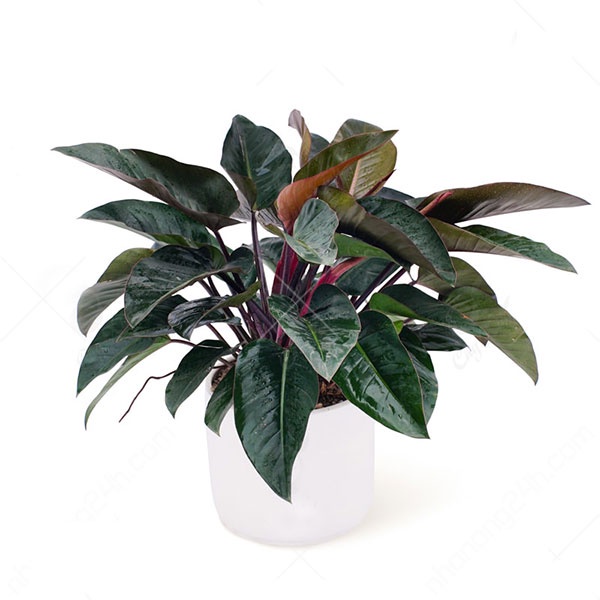 CHẬU CÂY TRẦU BÀ ĐẾ VƯƠNG TÍM( TRẦU BÀ ĐẾ VƯƠNG ĐỎ)