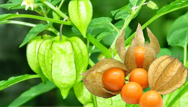 cây Thù Lù ,cây tầm Bóp, Anh Đào Đất - cây giống