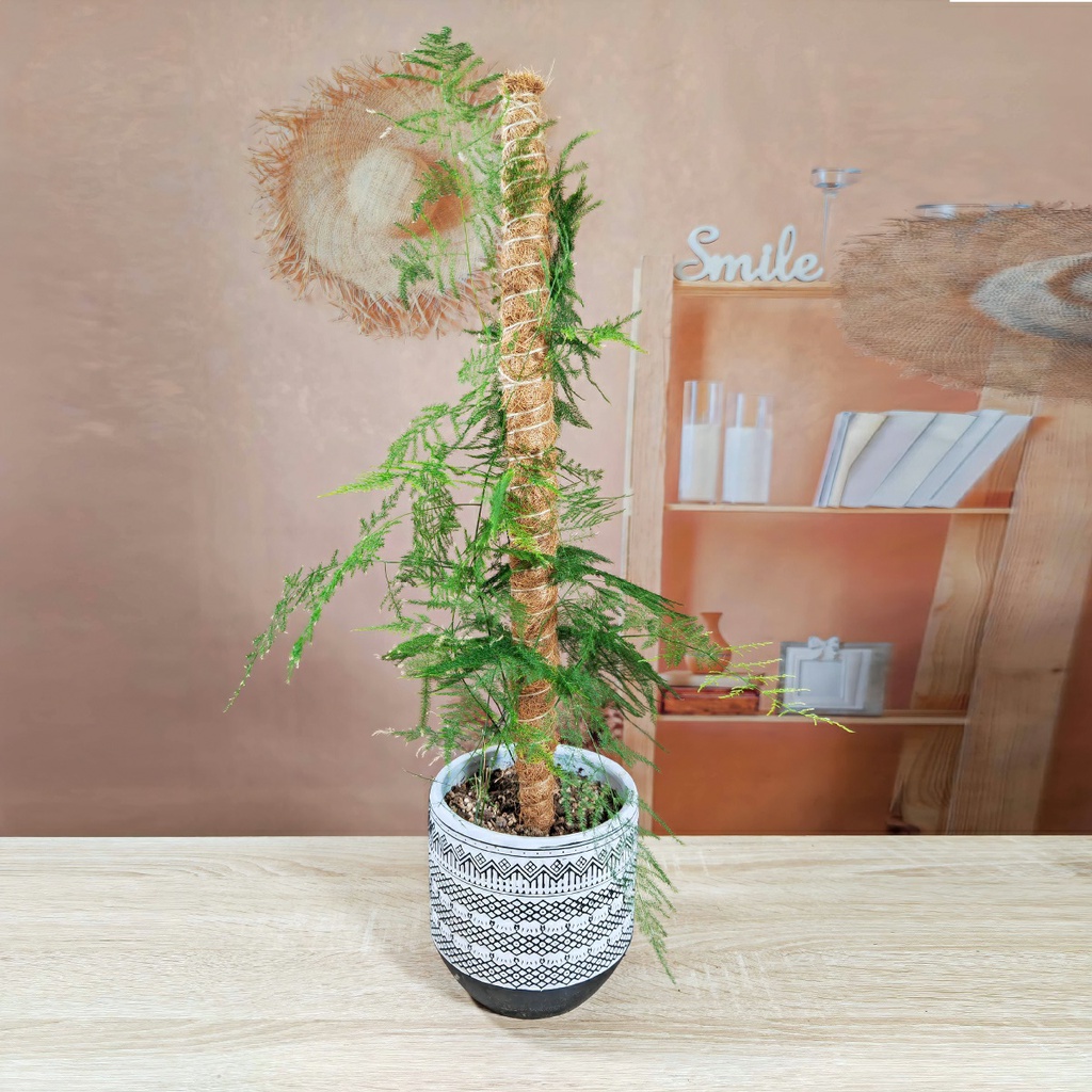 Trụ cột xơ dừa cho cây leo bám cột 30/40/50cm -Aeneas Shop