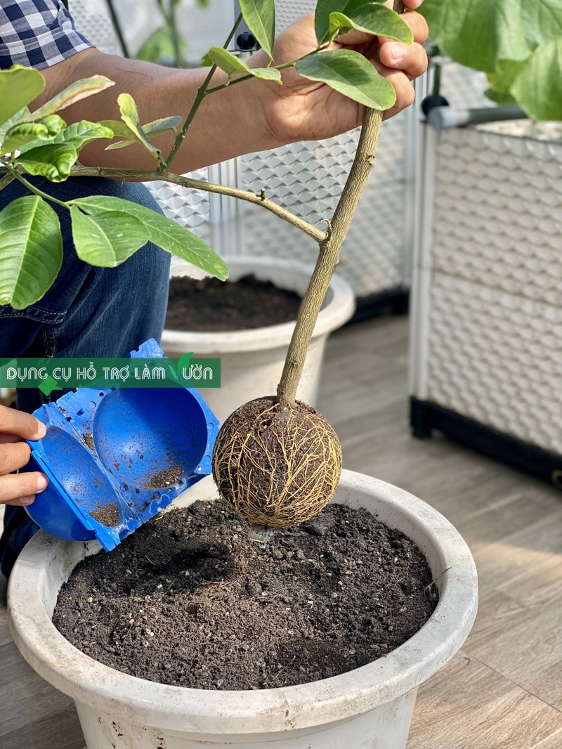 Gourd Gourd Plants Come in Many Sizes to Choose From.