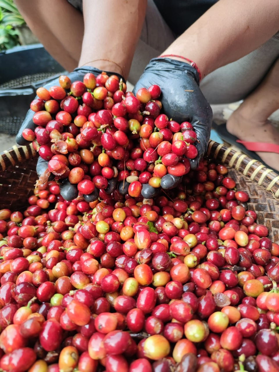 Cà Phê Hạt Specialty Indonesia Central Java Fine Robusta Floral Jasmine - Stupiducks Specialty Coffee