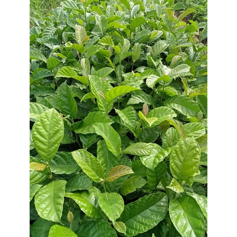 Cây giống chay ruột đỏ