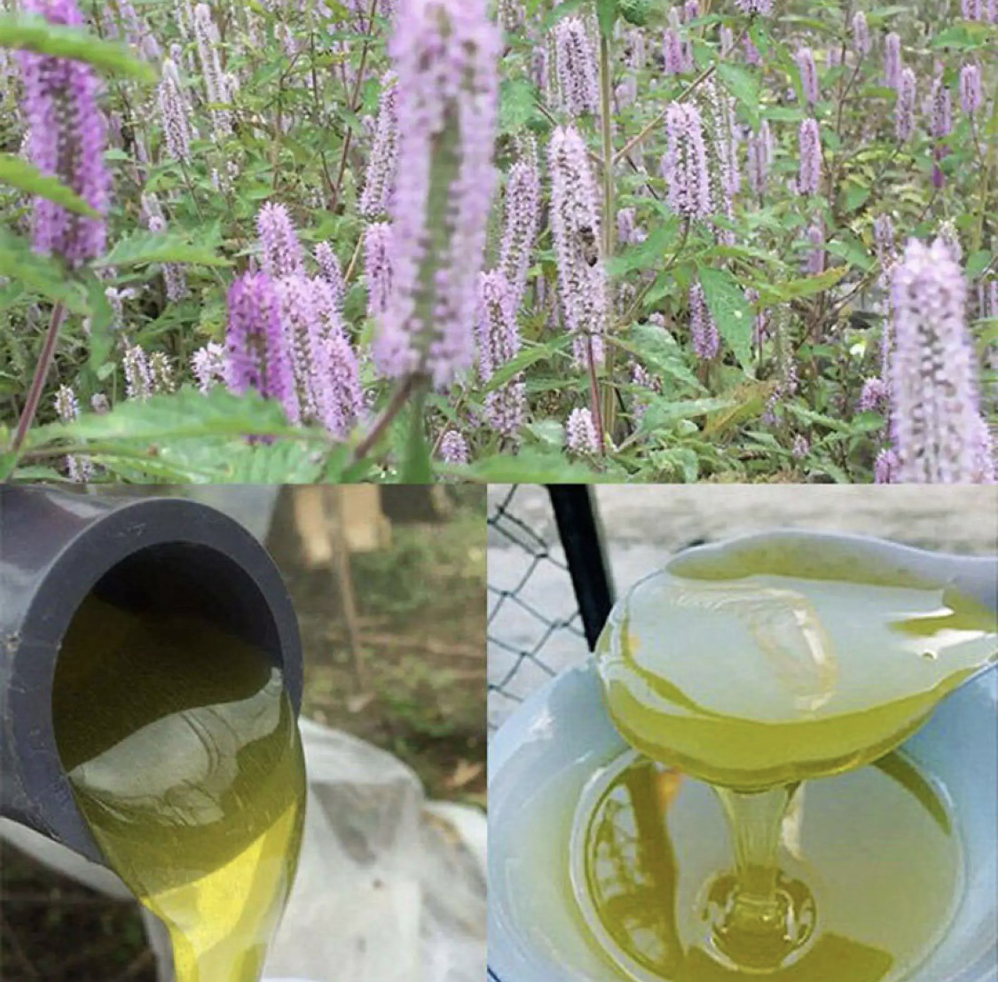 1 lít mật ong rừng hoa bạc hà nguyên chất daklak tăng cường sức khỏe - ảnh sản phẩm 3