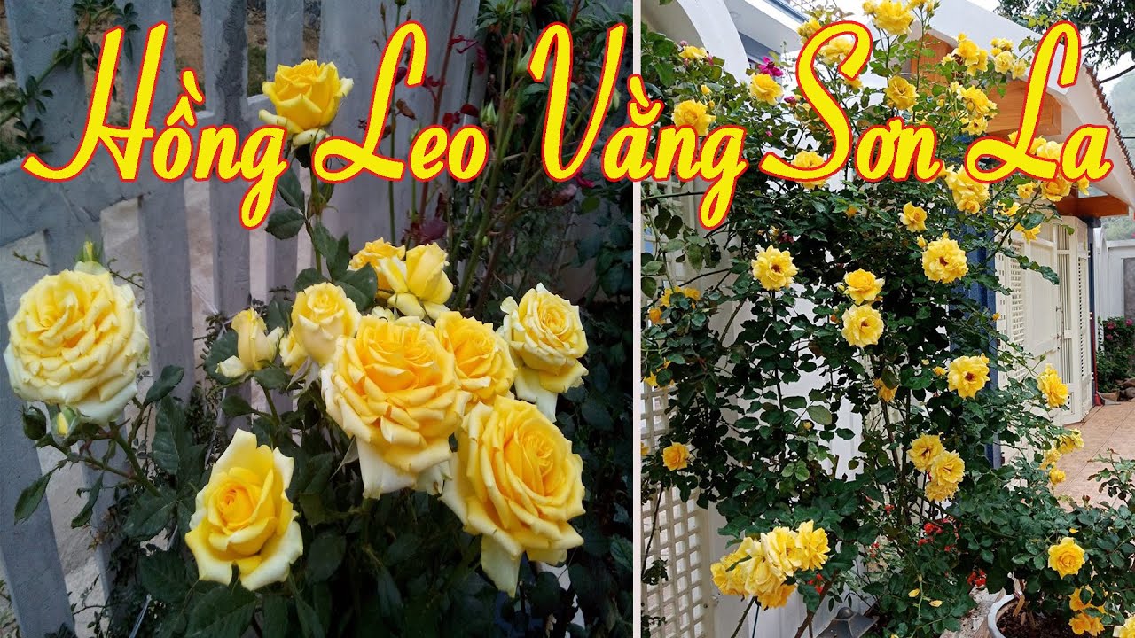 Hoa Hồng leo Sơn La vàng - cây giống rễ trần