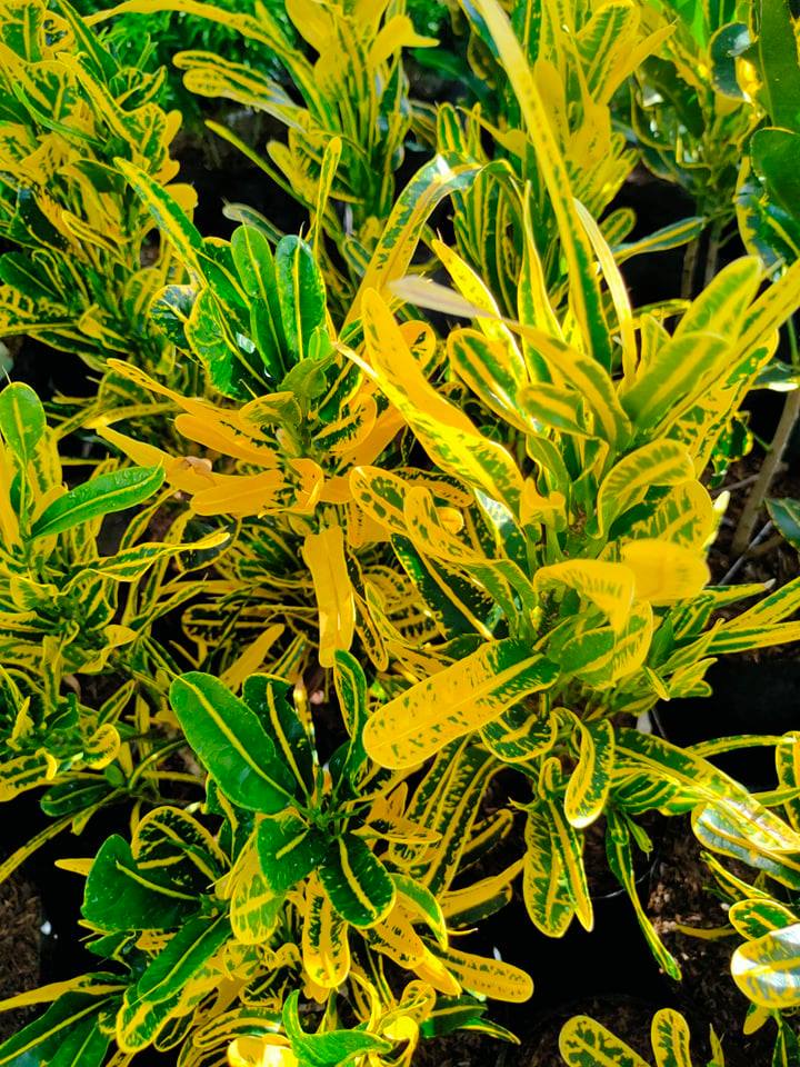 Croton Pure Yellow Lace ( Rare Crotons) with FREE white plastic pot