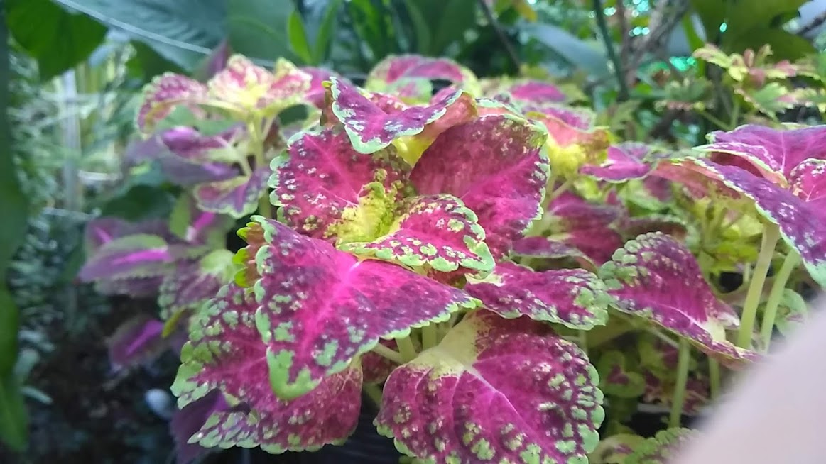 Cây gấm thái lá màu (nhiều màu)