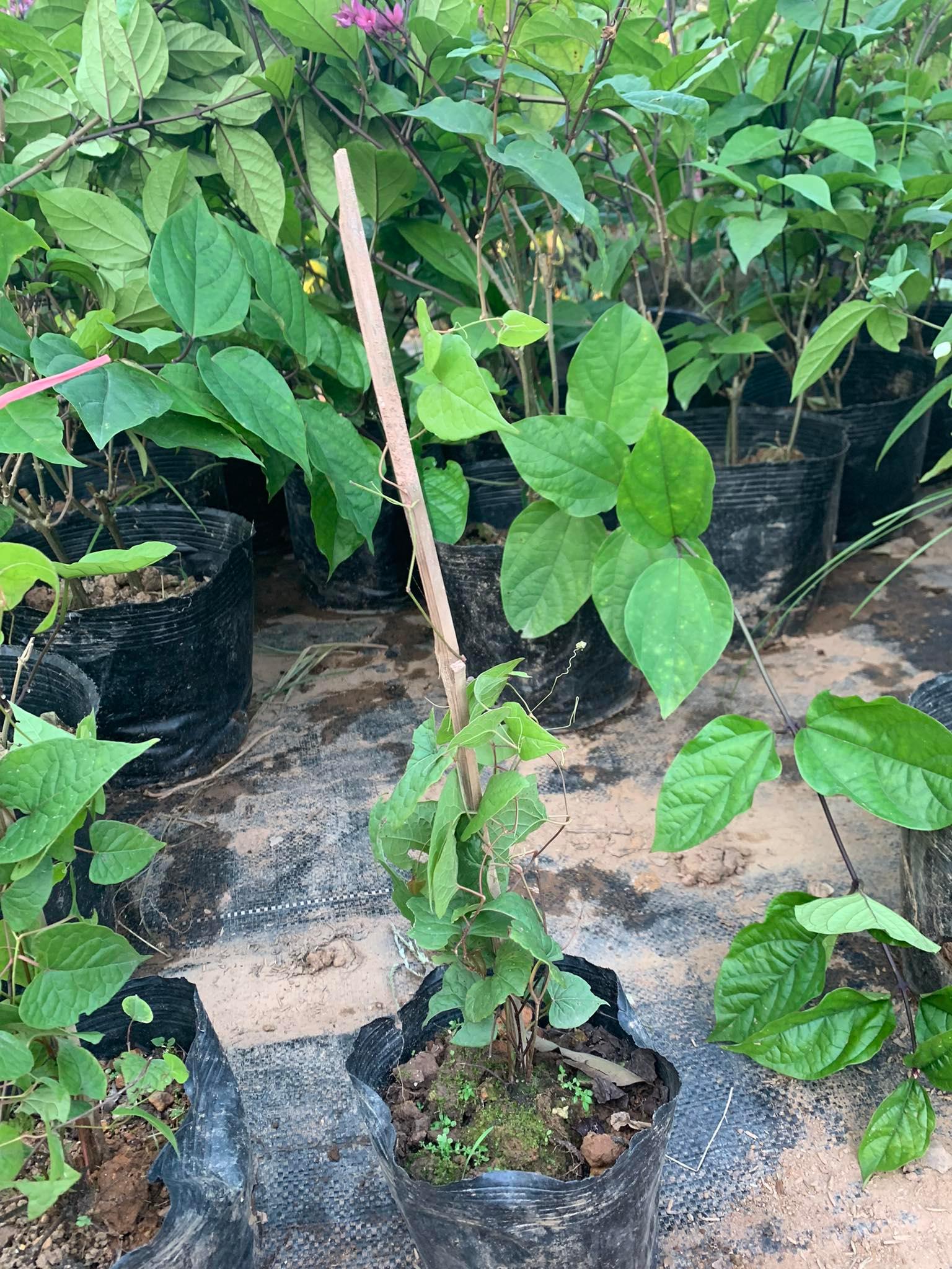 Cây hoa ty gôn cao 50-60cm (ảnh thật số 2)