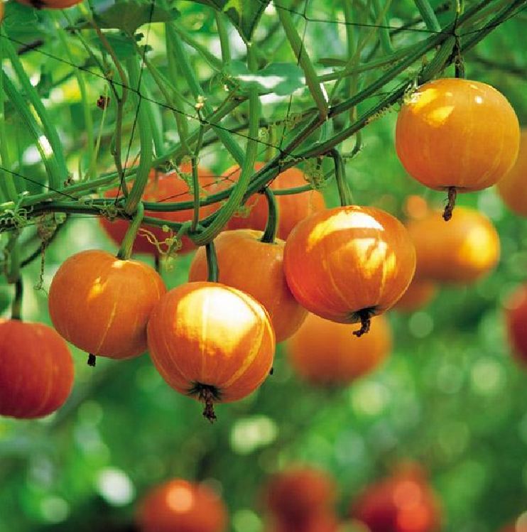 Hạt giống bí ngô mặt trời gói 10 hạt