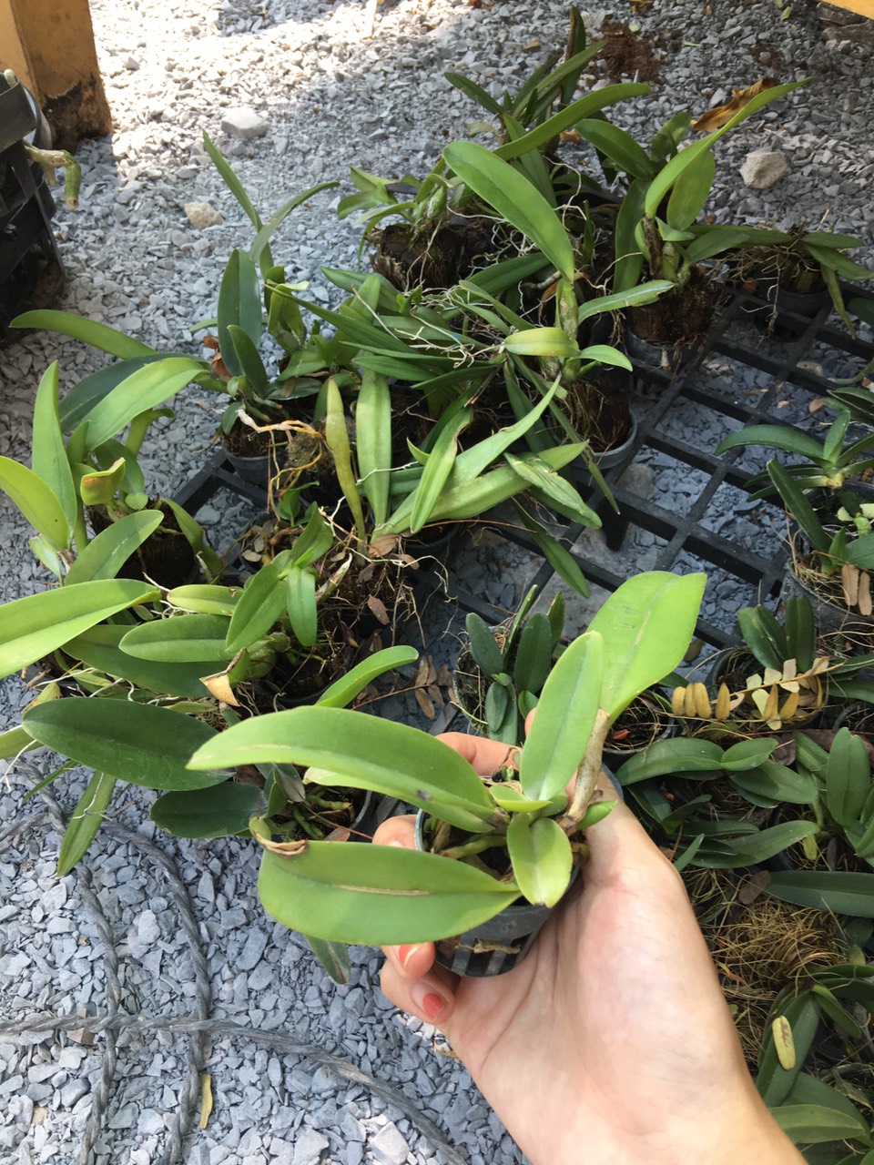 [Cây giống] Lan Cattleya Giống nhiều màu xổ số