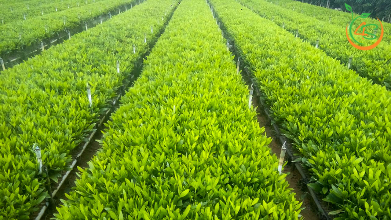 cây giống Keo Lá Tràm (tràm bông vàng) (có bảo hành được kiểm tra hàng )