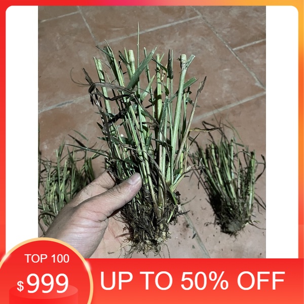 cỏ lau hồng (1 bụi gốc nhiều nhánh)