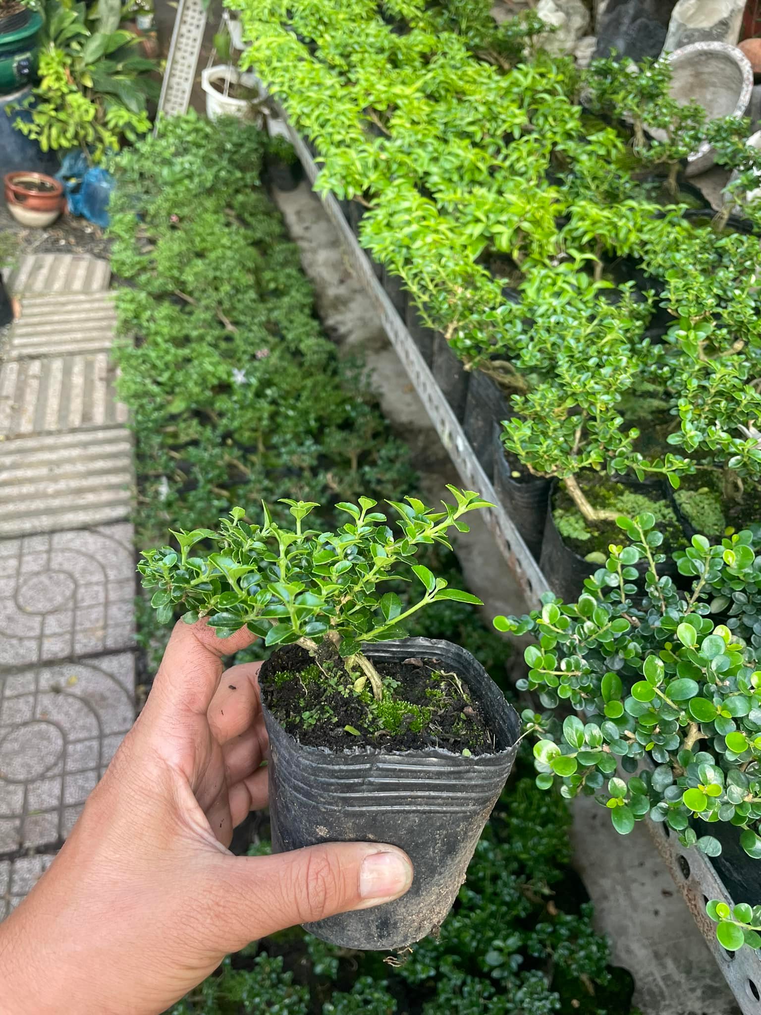 Sam hương bonsai mini size 10cm TẶNG phân tan chậm