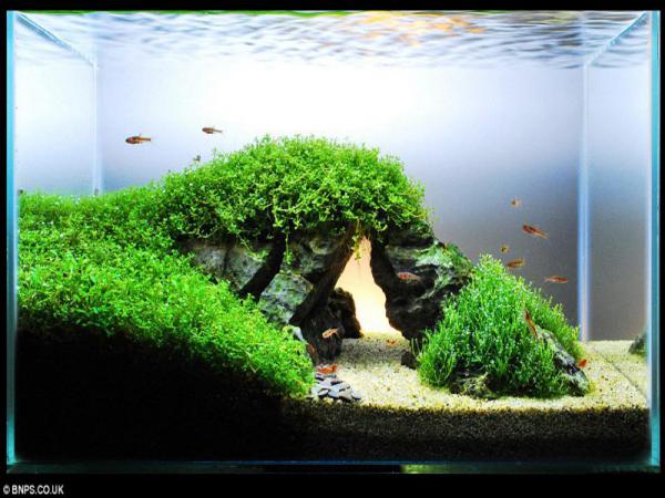TRÂN CHÂU NGỌC TRAI THỦY SINH (1 TẤT)