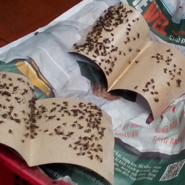Miếng dán ruồi nhặng