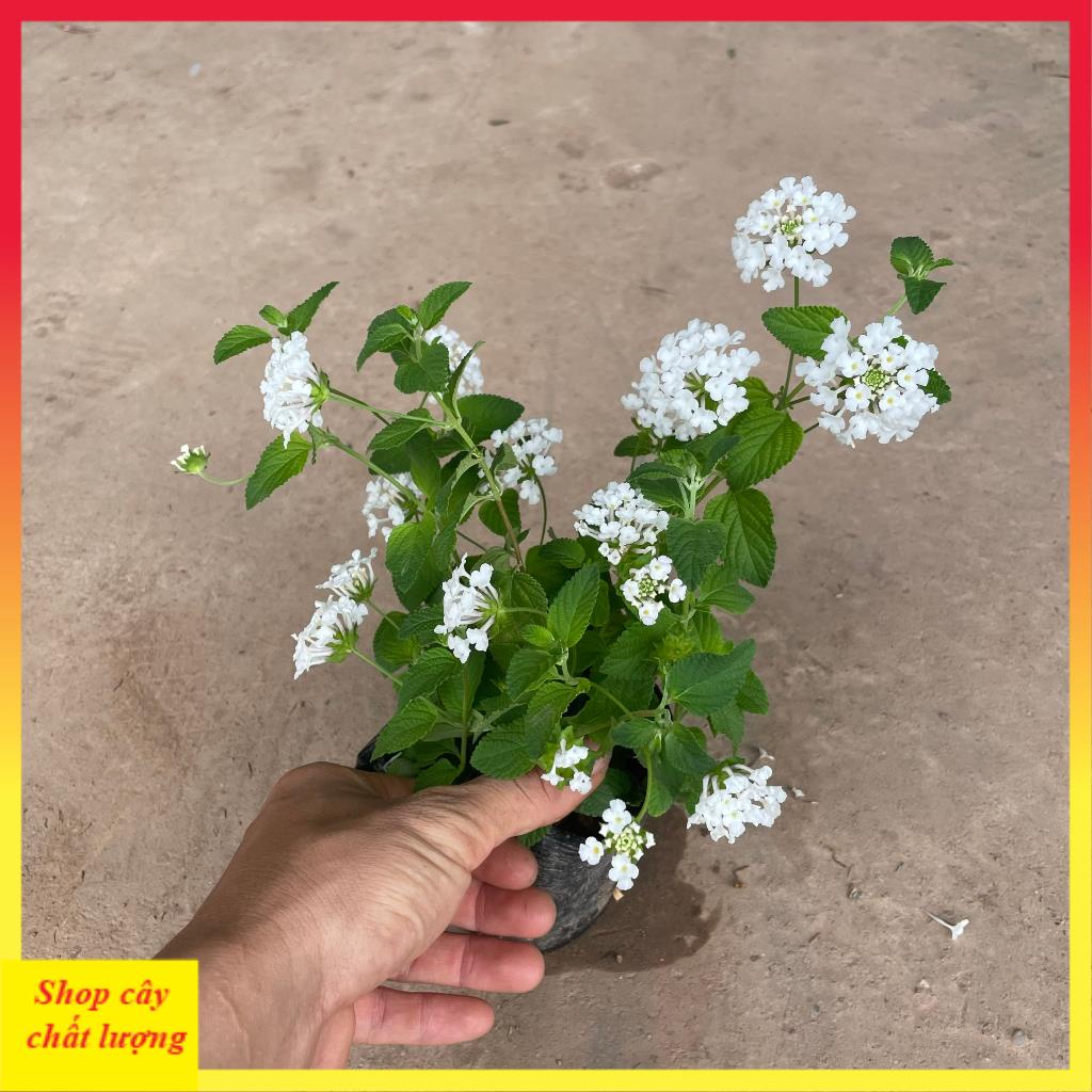 Cây hoa ngũ sắc trắng 20cm, ra hoa quanh năm, cây khỏe dễ chăm - Cây Giống Chuẩn