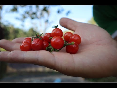 Hạt giống cà chua bi rừng ( cà chua bi dại ) - Gói 20 hạt