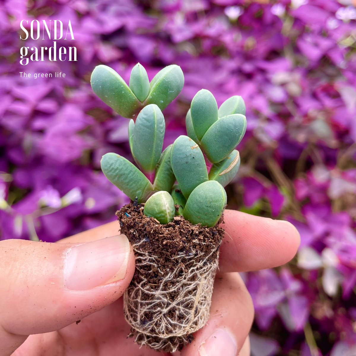 SEN ĐÁ TIM LÁ DÀI SIZE MINI SIÊU KHỎE ĐẸP LỖI 1 ĐỔI 1