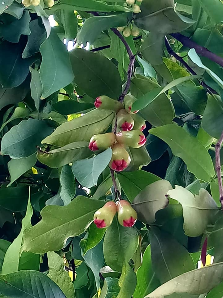 CÂY GIỐNG MẬN AN PHƯỚC