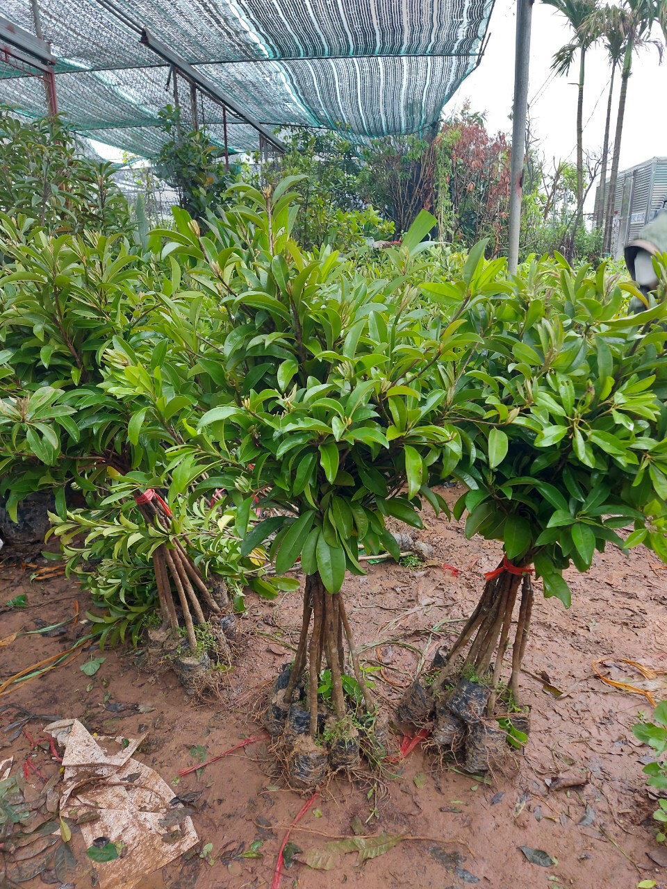 Cây giống hồng xiêm xoài f1