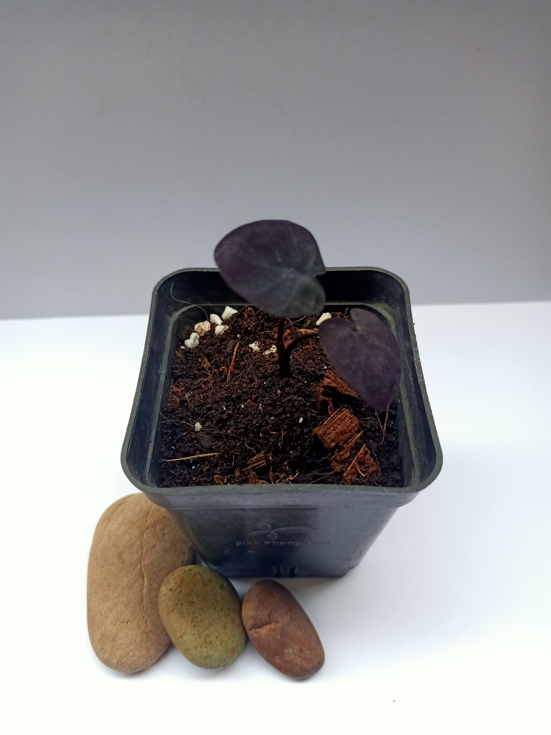 Môn Đen ( Colocasia Black Coral)