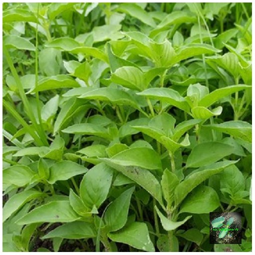 Hạt giống lá é (rau thơm sả) - H2T FARM