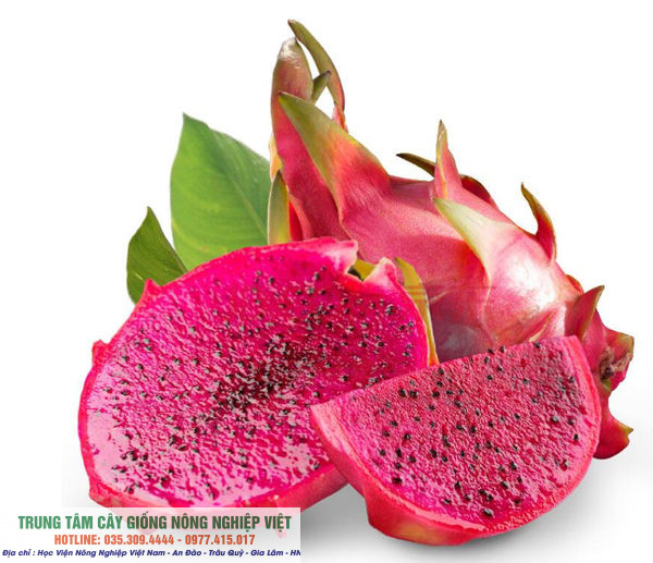 Cây thanh long ruột đỏ chuẩn giống ĐHNN