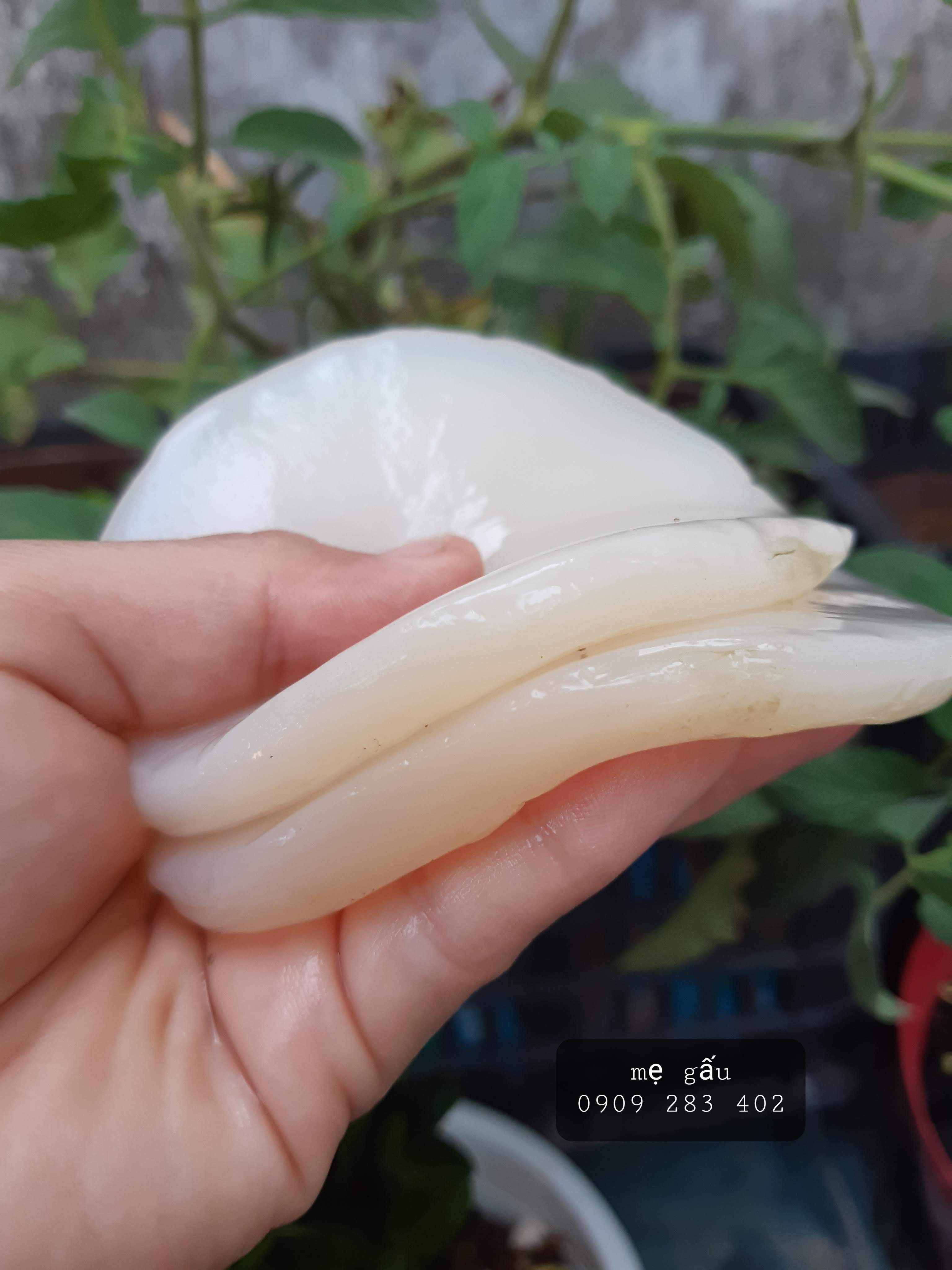 men nấm làm sữa chua viili( sữa chua từ sữa có đường, sữa không đường, sữa mẹ)