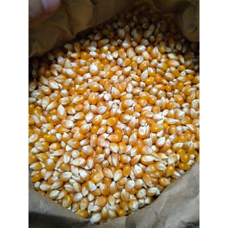 Sỉ 1 bao Ngô Mỹ làm bắp rang Bơ 23kg