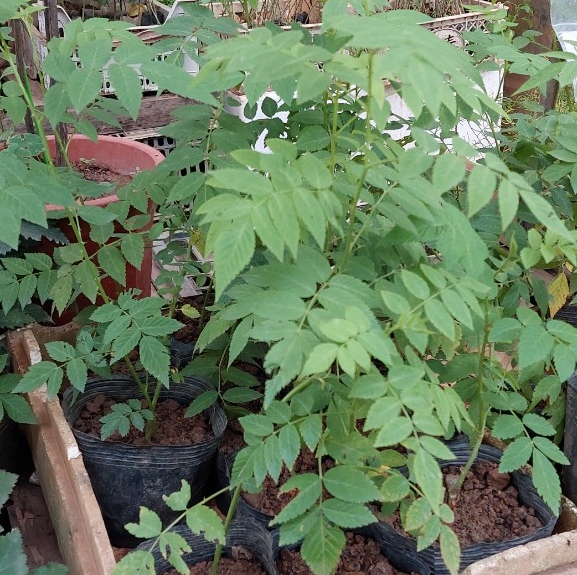 Mâm xôi đỏ ( phúc bồn tử ) chuẩn giống, giá rẻ