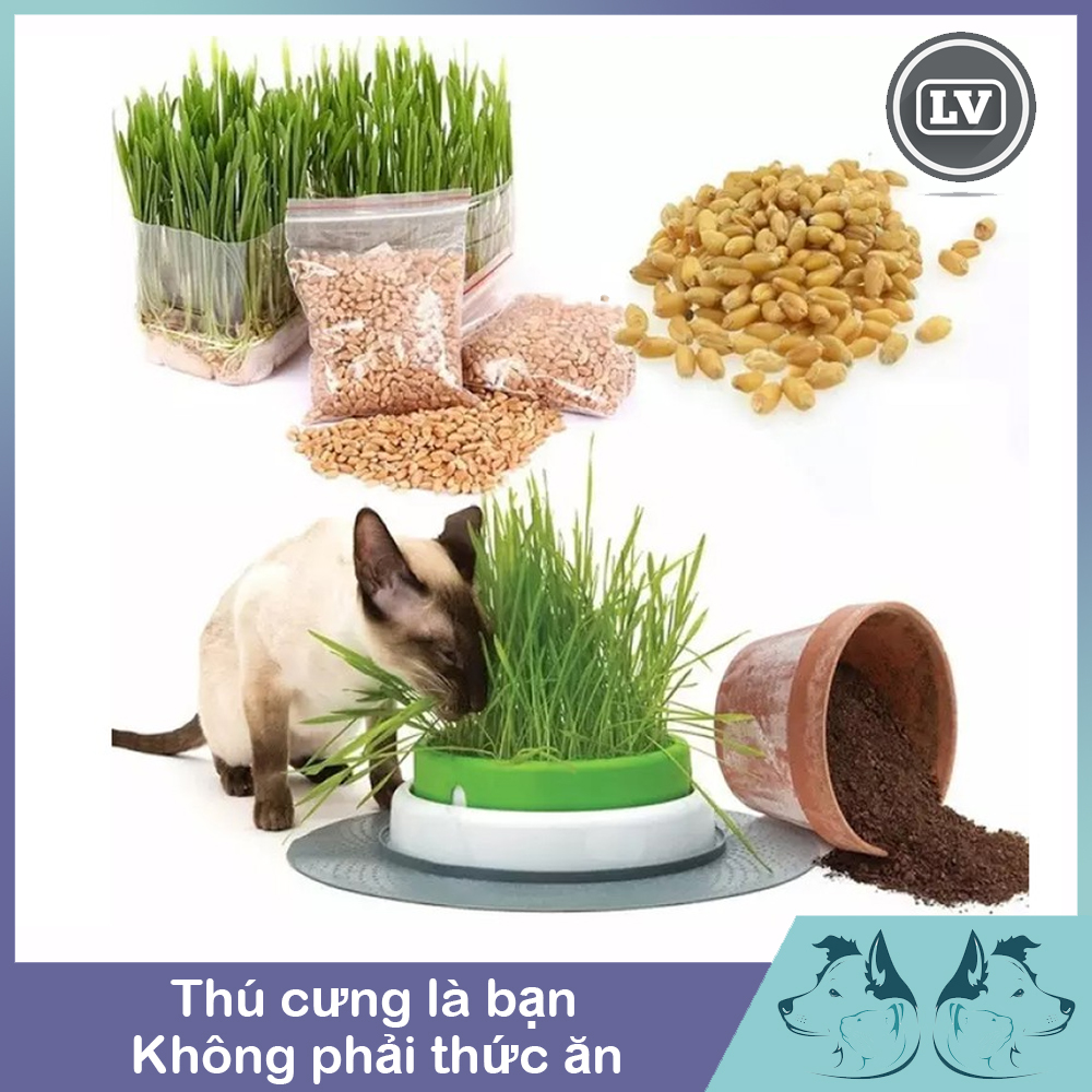 American cat grass seeds 10g package cat hair bundles