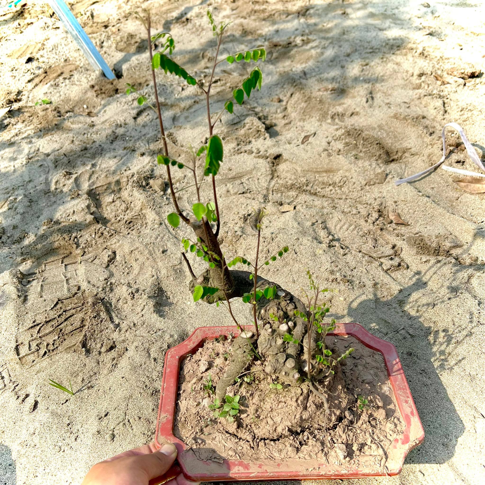 Cây khế bonsai