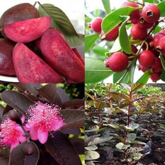 cây giống ổi tím (ổi đỏ malaysia) giống ổi mới nhập khẩu