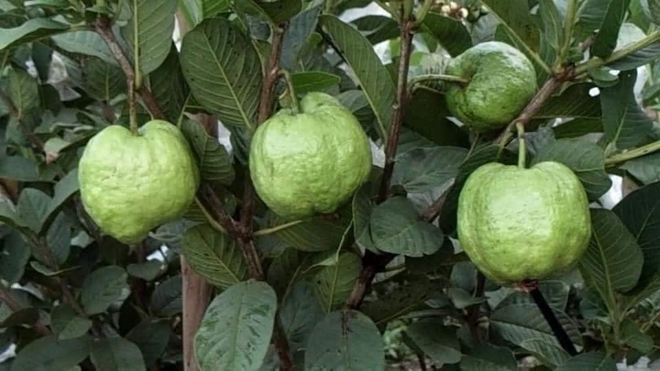 Cây Ổi Nữ Hoàng
