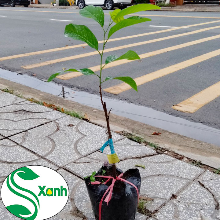 Cây Mãng Cầu Na Thái Lan