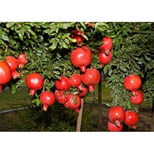 CÂY GIỐNG LỰU LÙN ĐỎ CAO SẢN