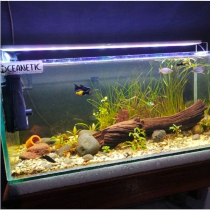 Pompa aquarium aquascape SKIMMER KANDILA KD 350Z