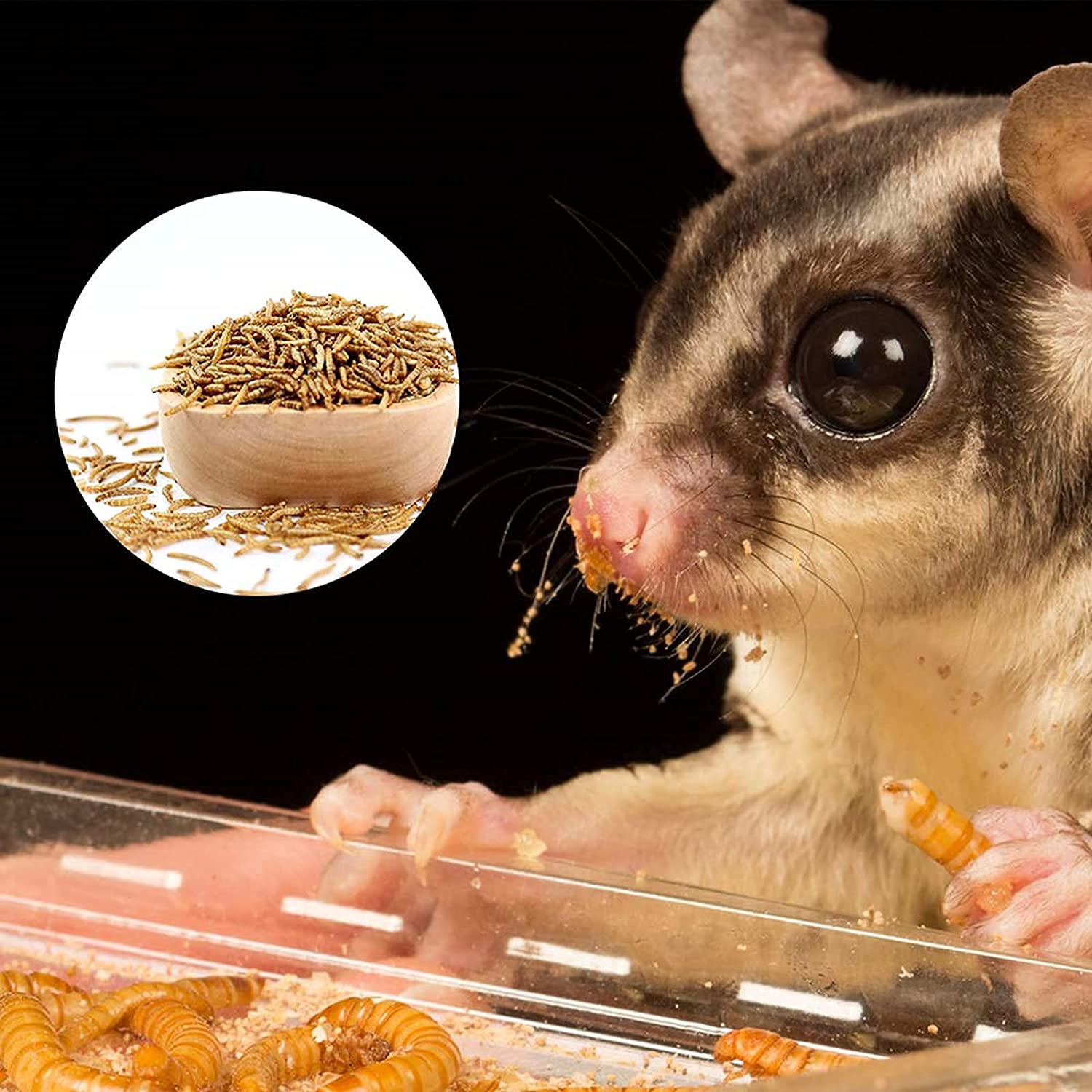 Sâu rang bơ cho Hamster/ Nhím/ Sóc