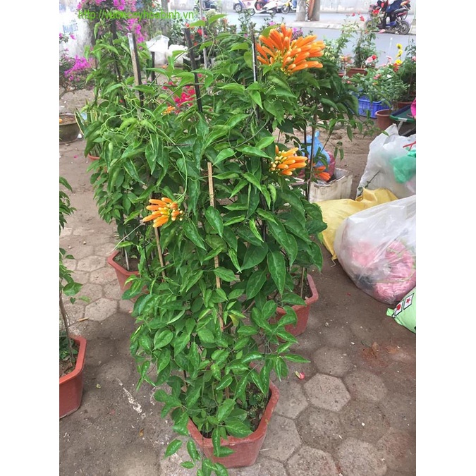 HOA LEO CHÙM ỚT (HOA LEO RẠNG ĐÔNG) - chậu lớn