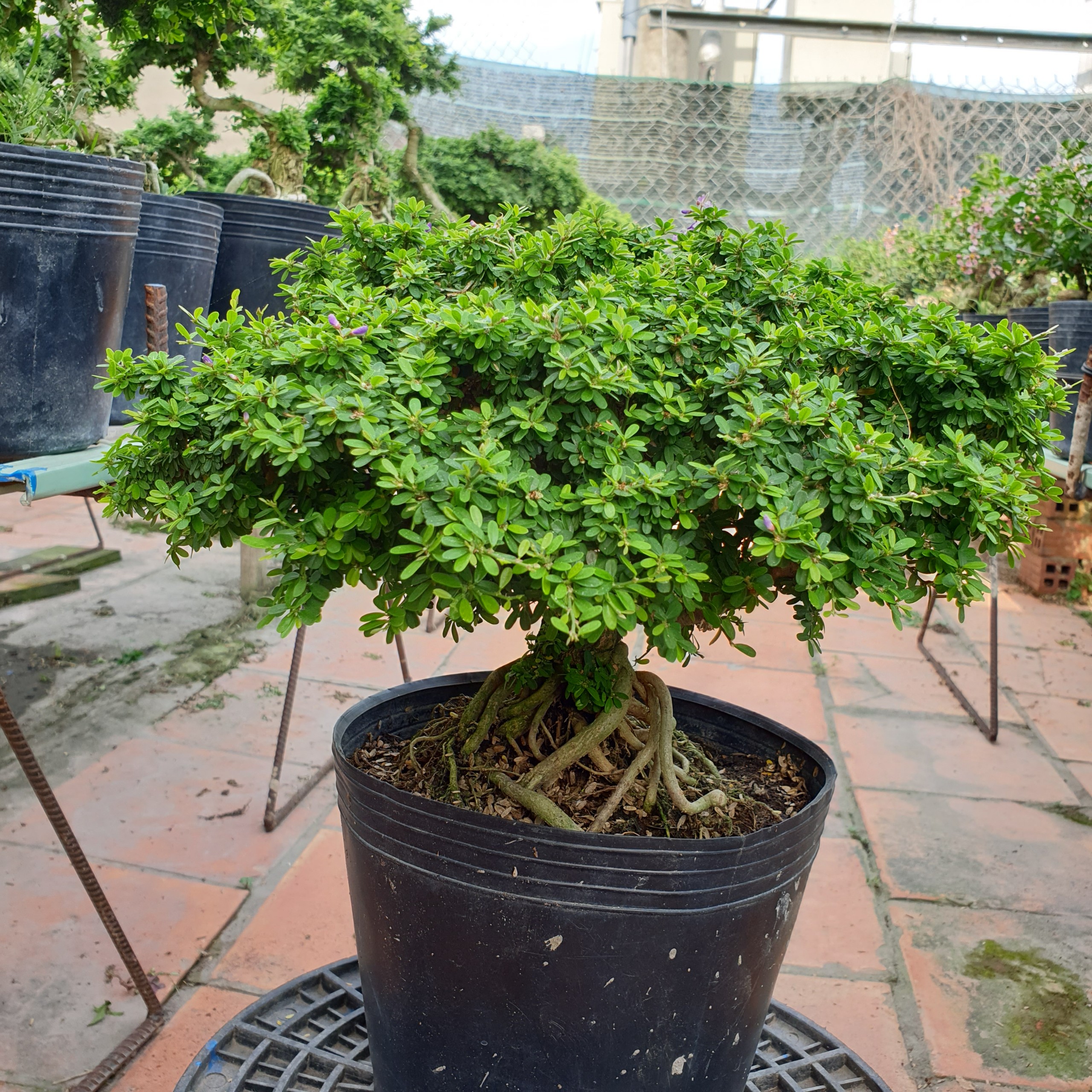 BONSAI Linh sam hạt gạo size đại