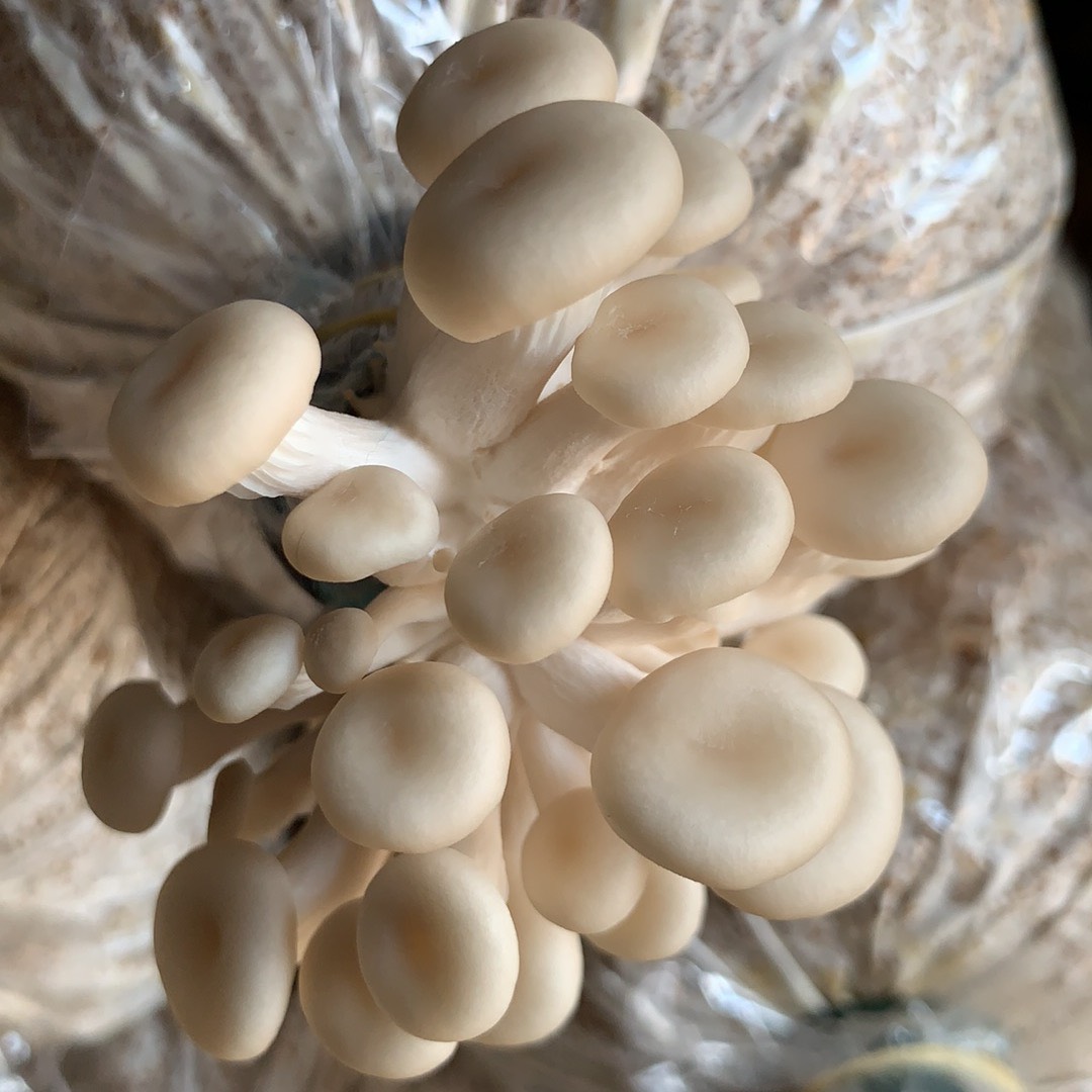 Phôi nấm Sò thái (1 kiện 06 bịch)