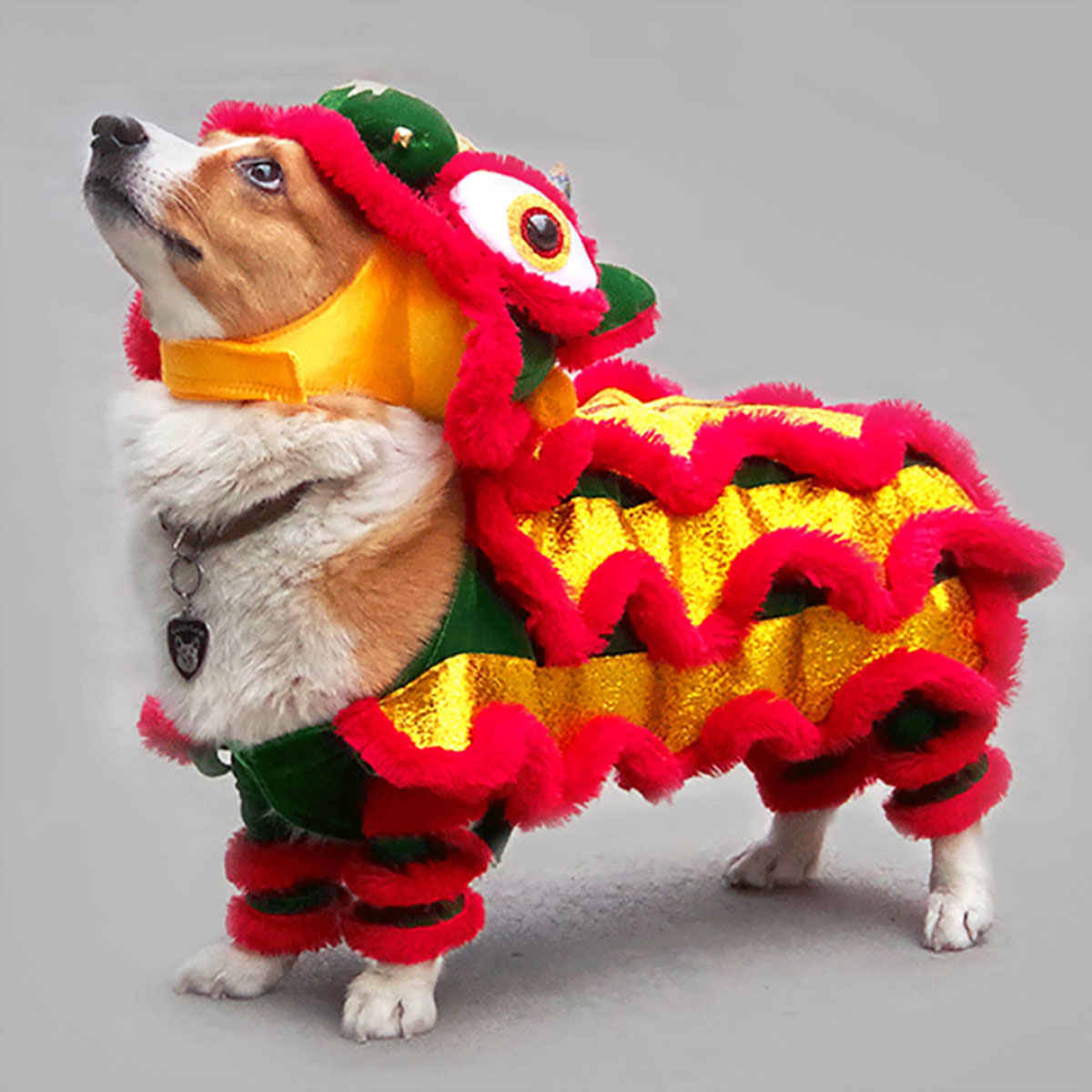 medium dog outfits