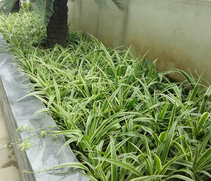 1 khóm Cây giống dây nhện/ lan chi