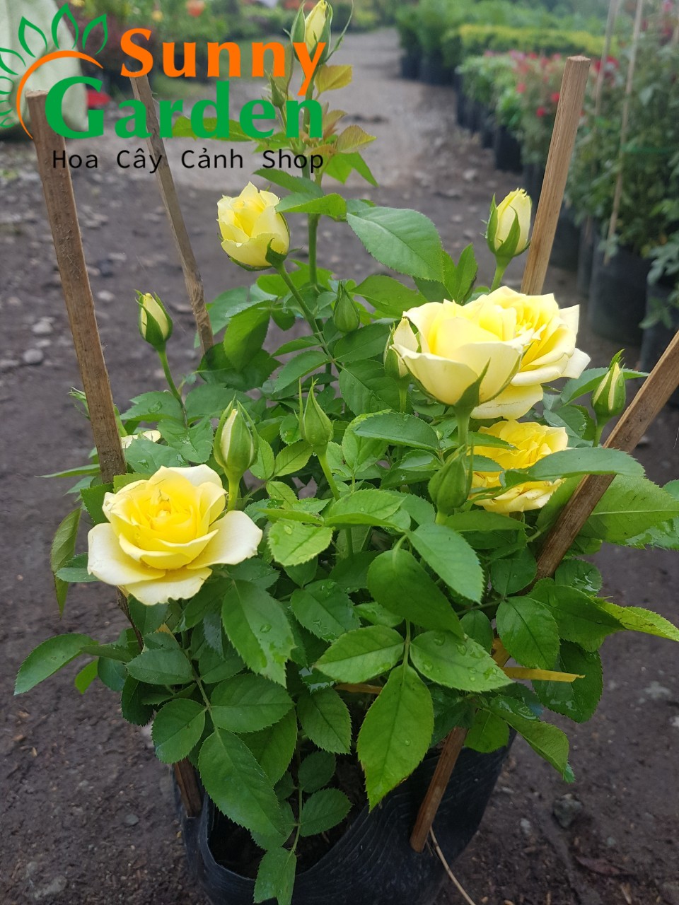 Chậu hoa hồng vàng siêu nụ