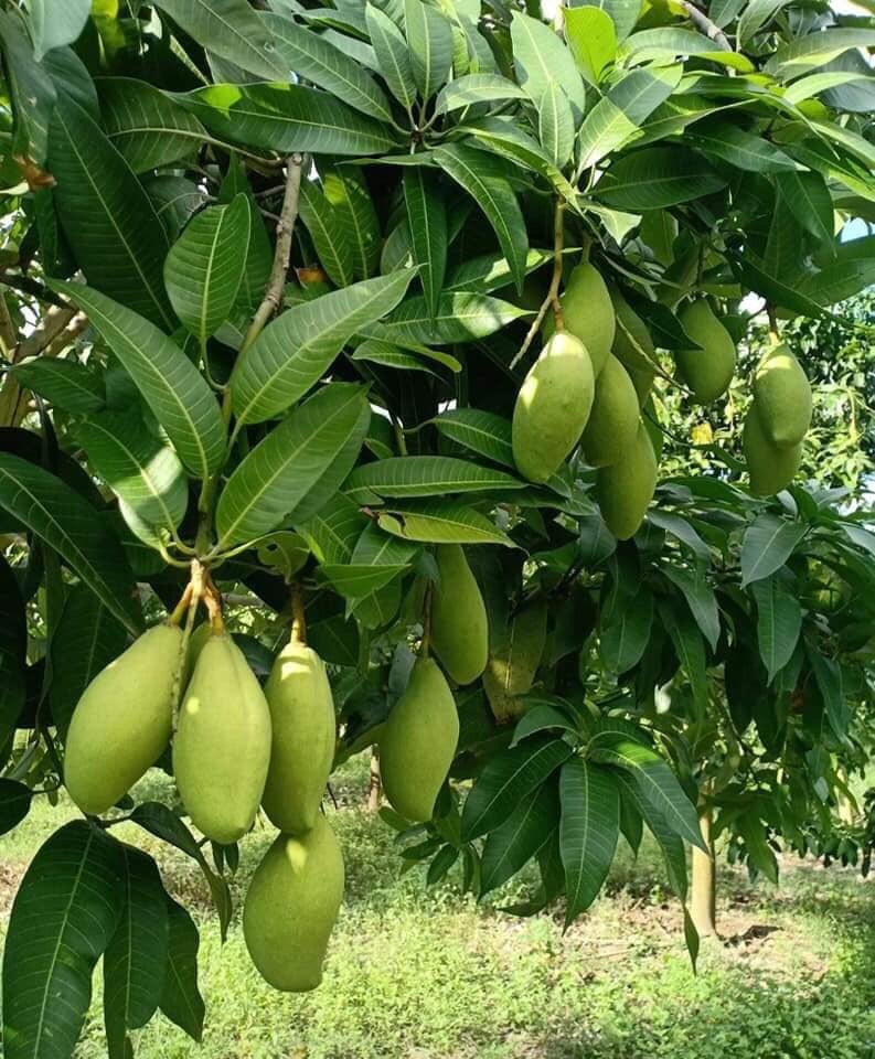 Cây giống xoài keo xanh lòng vàng