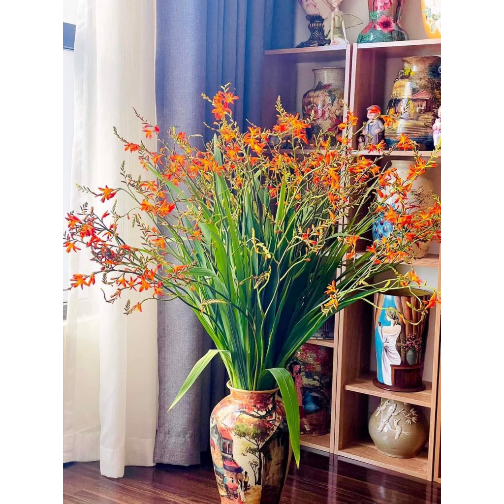 củ giống hoa lay ơn lúa (hoa dơn lúa) size to