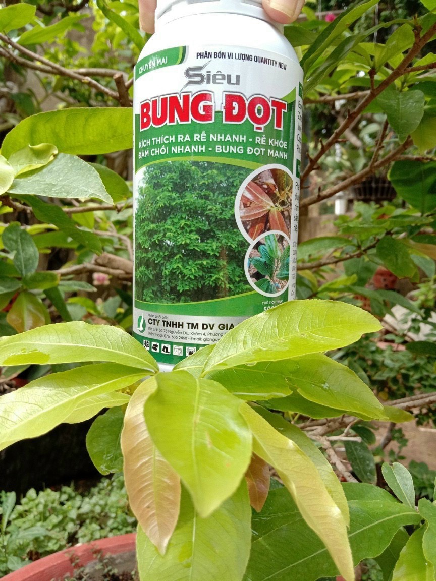 SIÊU BUNG ĐỌT MAI CHAI 500ML (Phân bón kích đọt phát triển, dưỡng rễ, lá xanh dày)